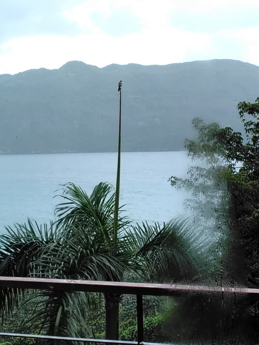 spurvefalk (dominicensis) - ML647084384