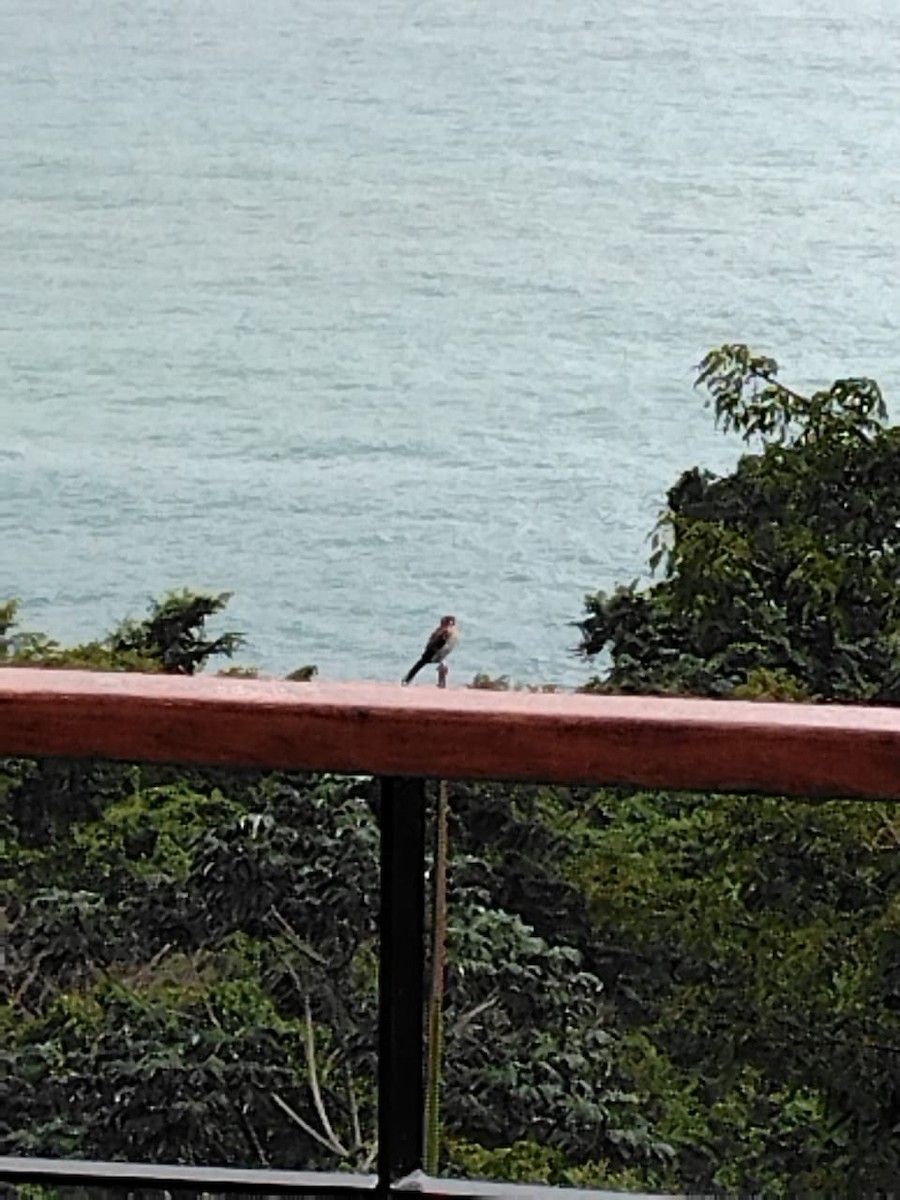 spurvefalk (dominicensis) - ML647084385