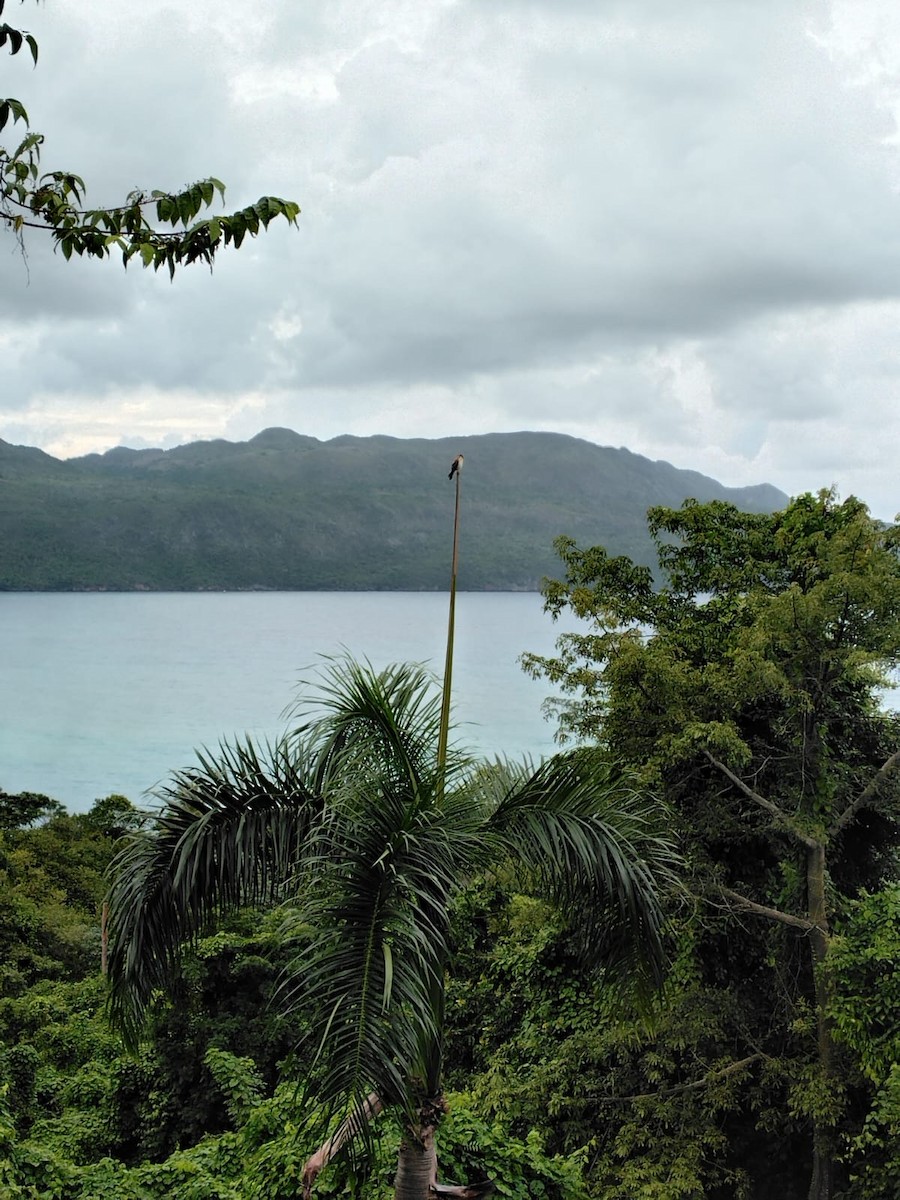 spurvefalk (dominicensis) - ML647084386