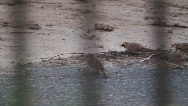 Hegatxabal adarduna - ML647084387