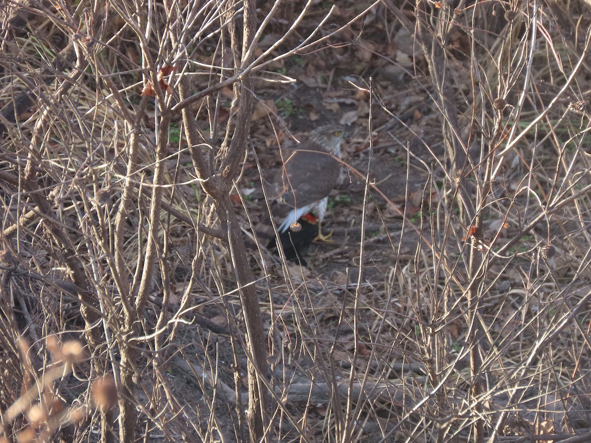 parulahauk - ML647084389