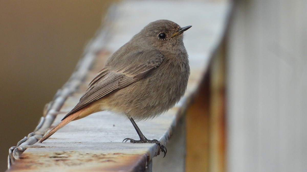 Black Redstart - ML647084394