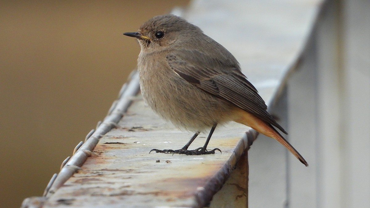 Black Redstart - ML647084401