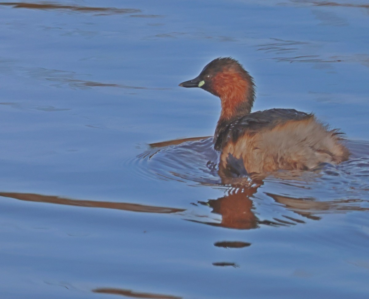 potápka malá - ML647084413