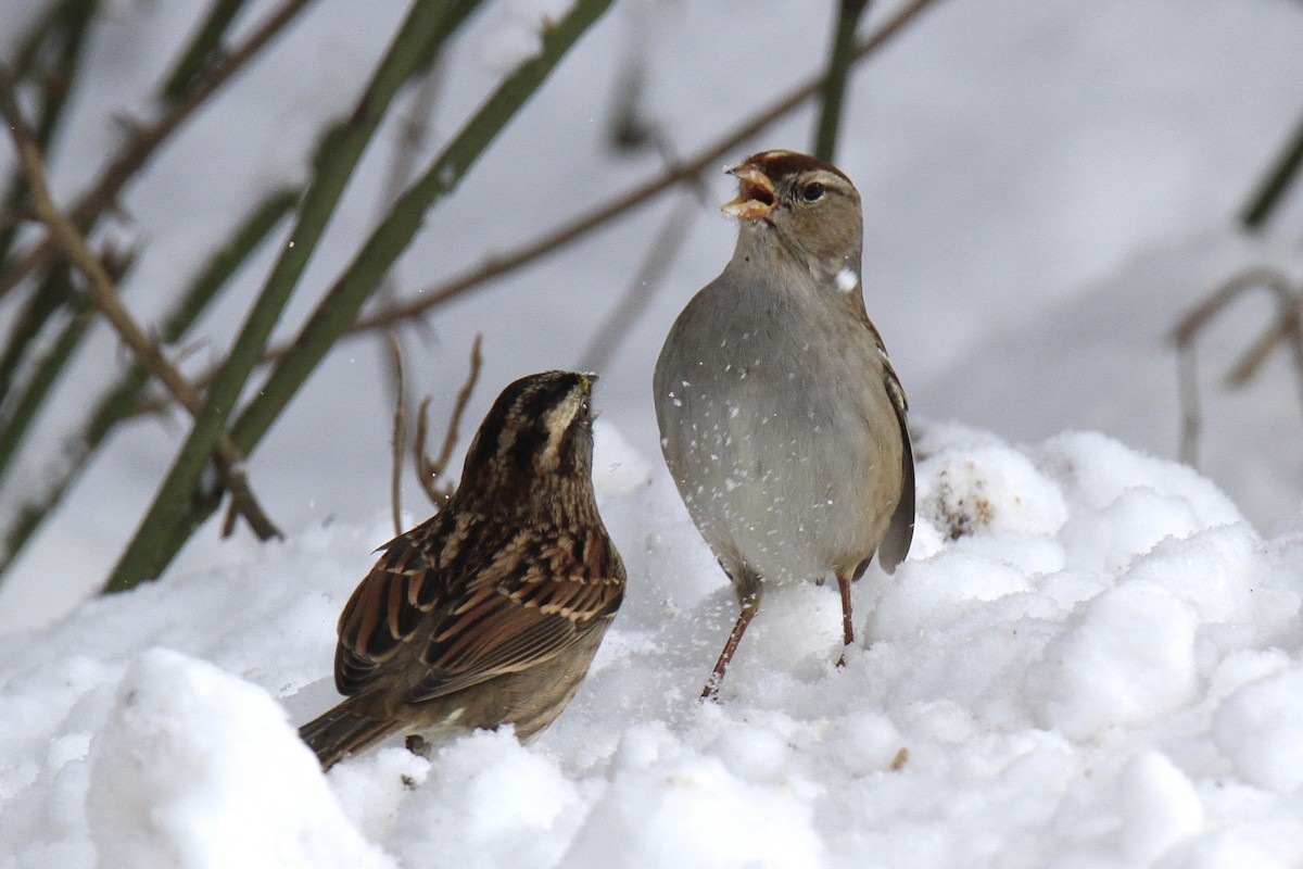 ミヤマシトド - ML647084418