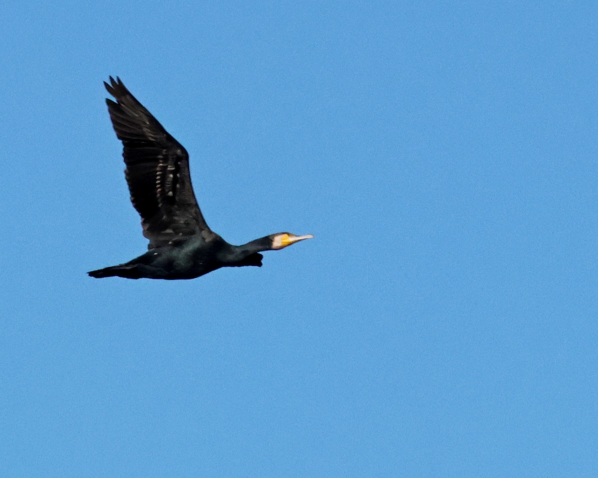 kormorán velký - ML647084425