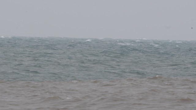 Sorbeltz arrunta - ML647084426