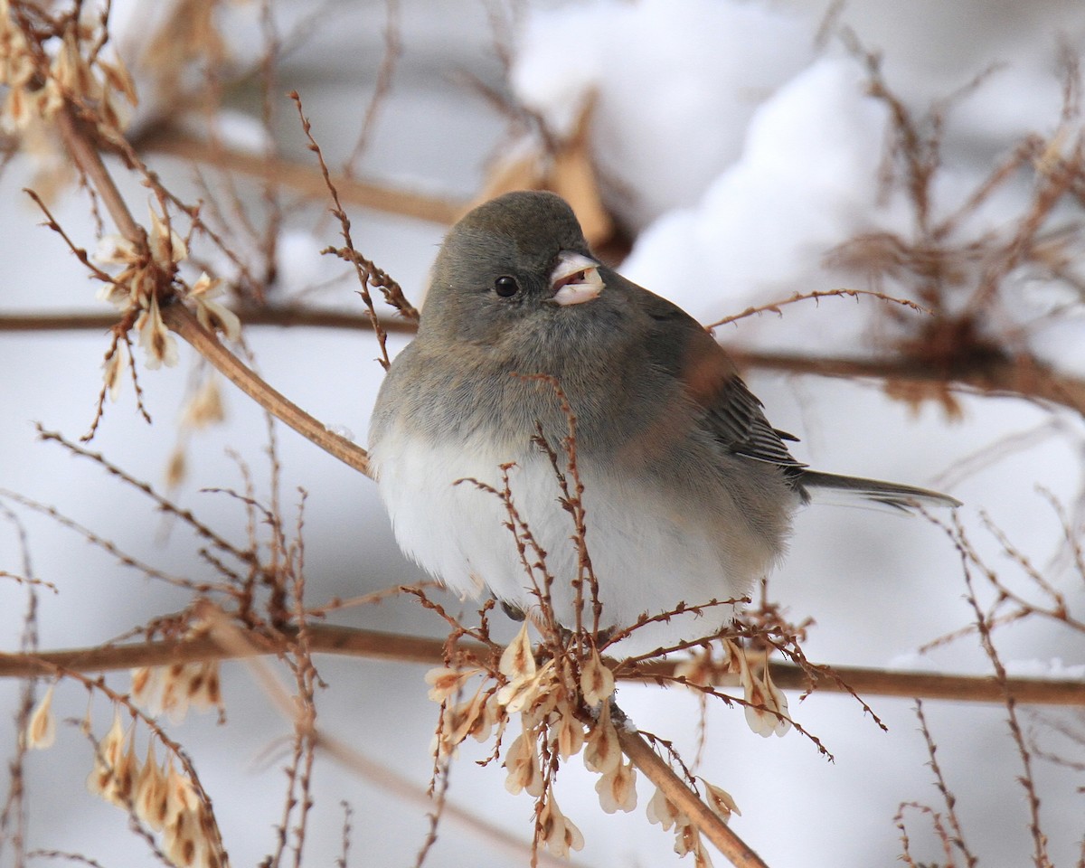 ユキヒメドリ - ML647084432