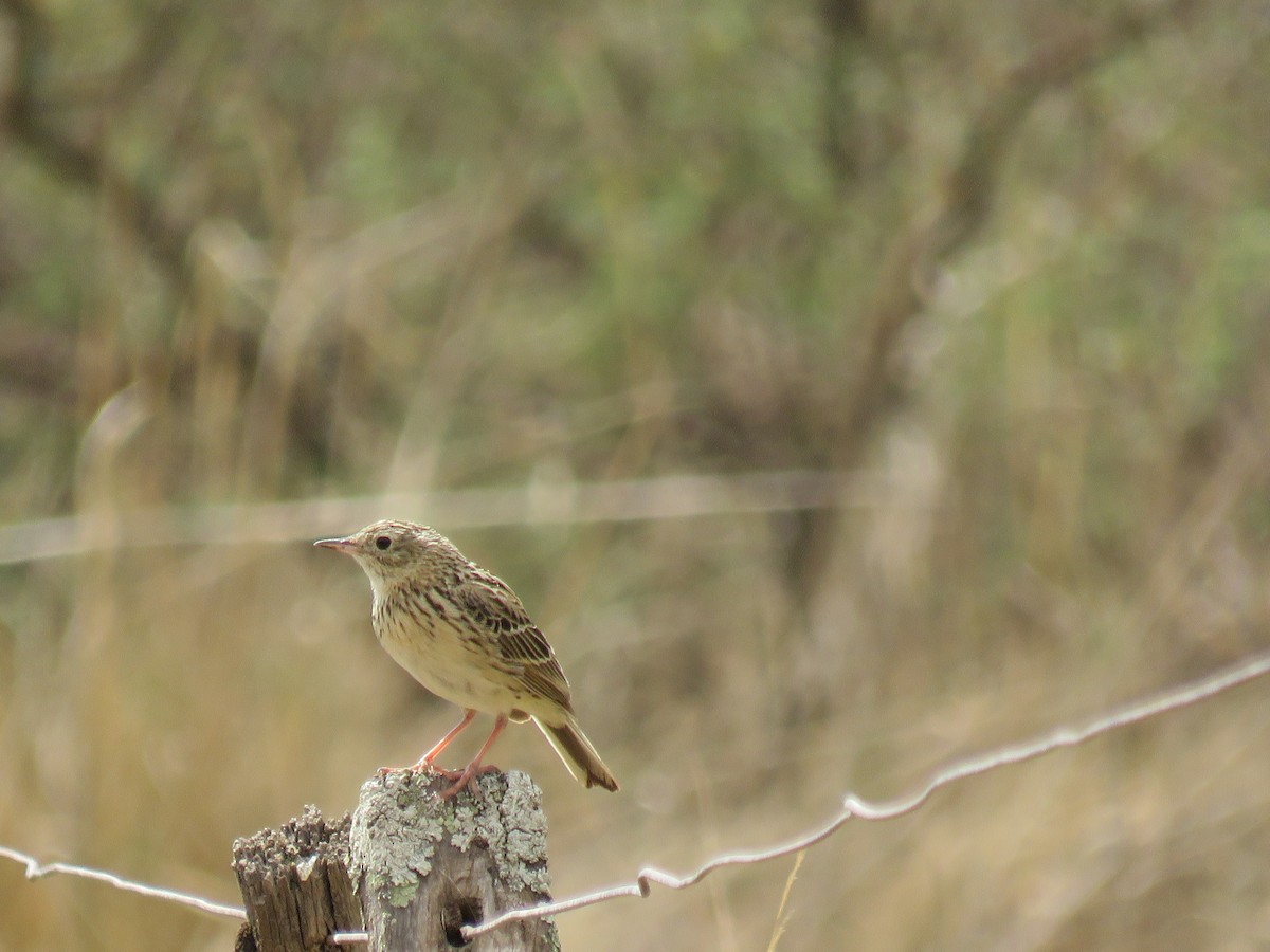 Hellmayr's Pipit - ML647084445