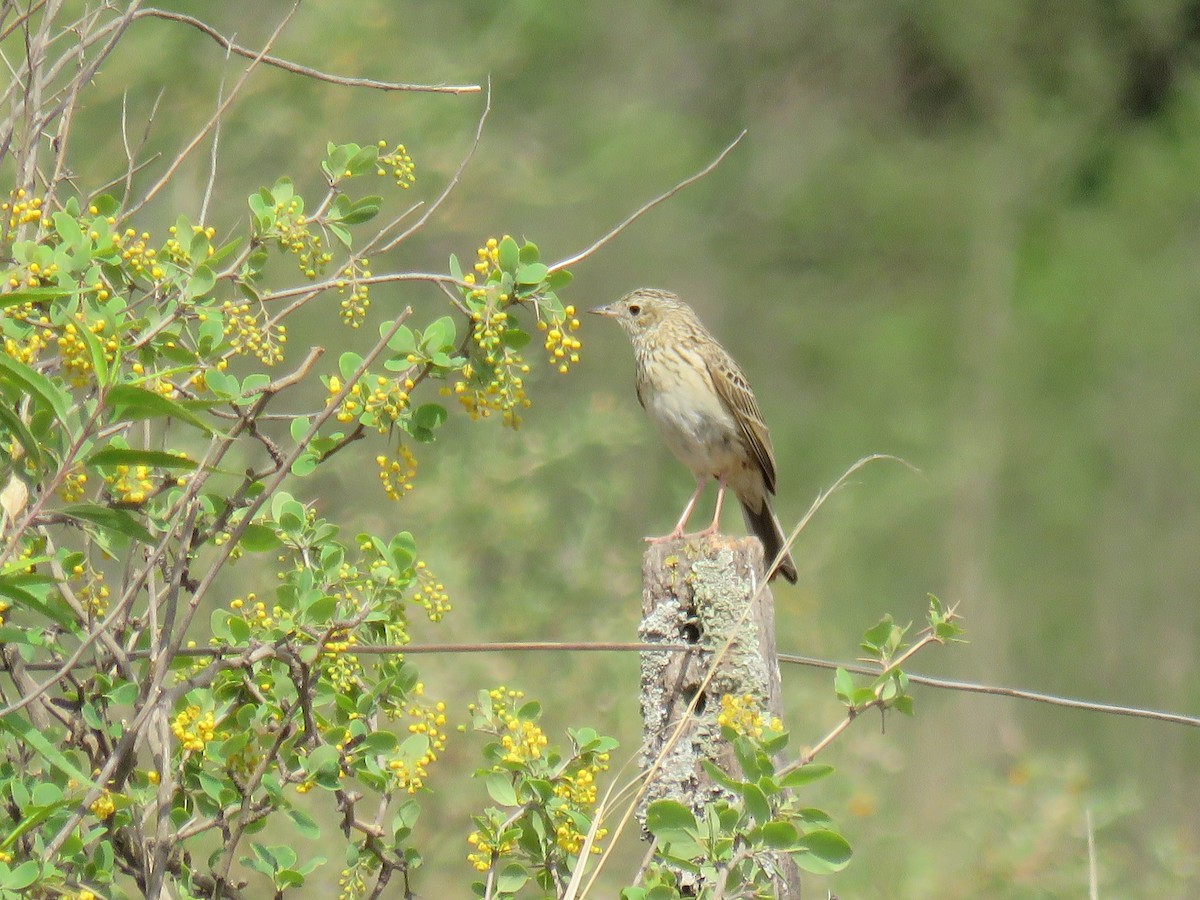 Hellmayr's Pipit - ML647084446