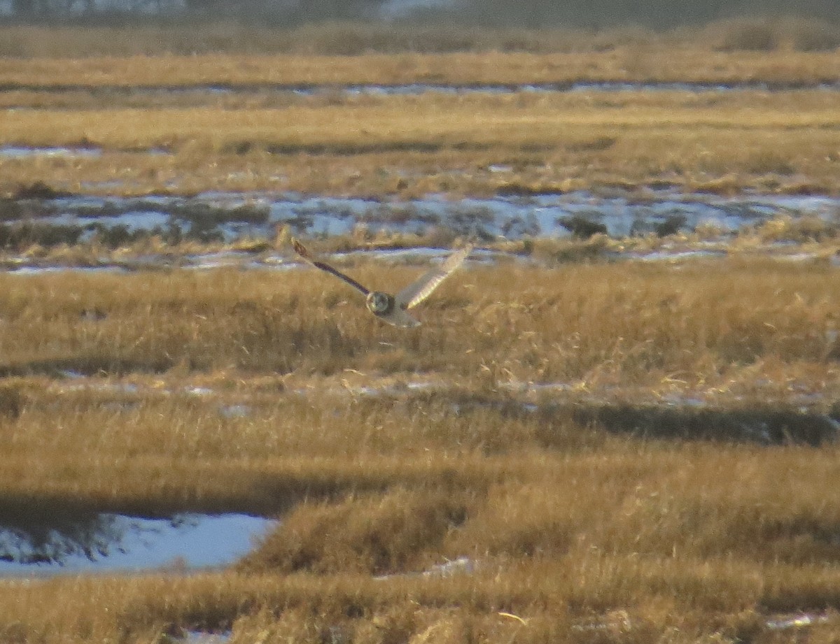 Хулгар гуйванга - ML647084455