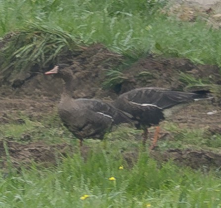 Greater White-fronted Goose - ML647084456