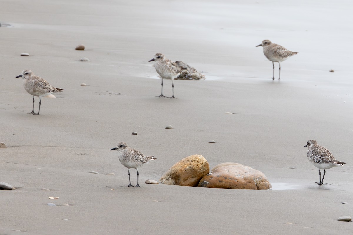 Сивка морська - ML647084465