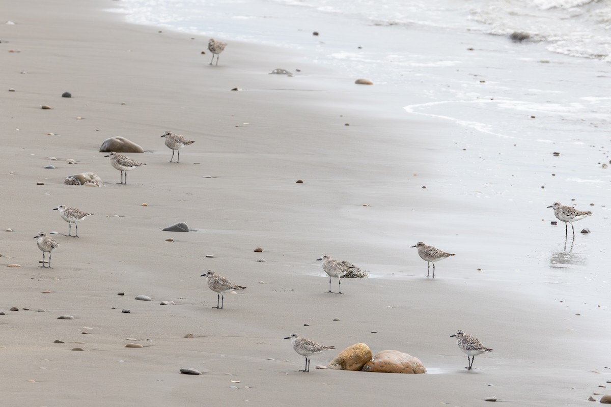 Сивка морська - ML647084466