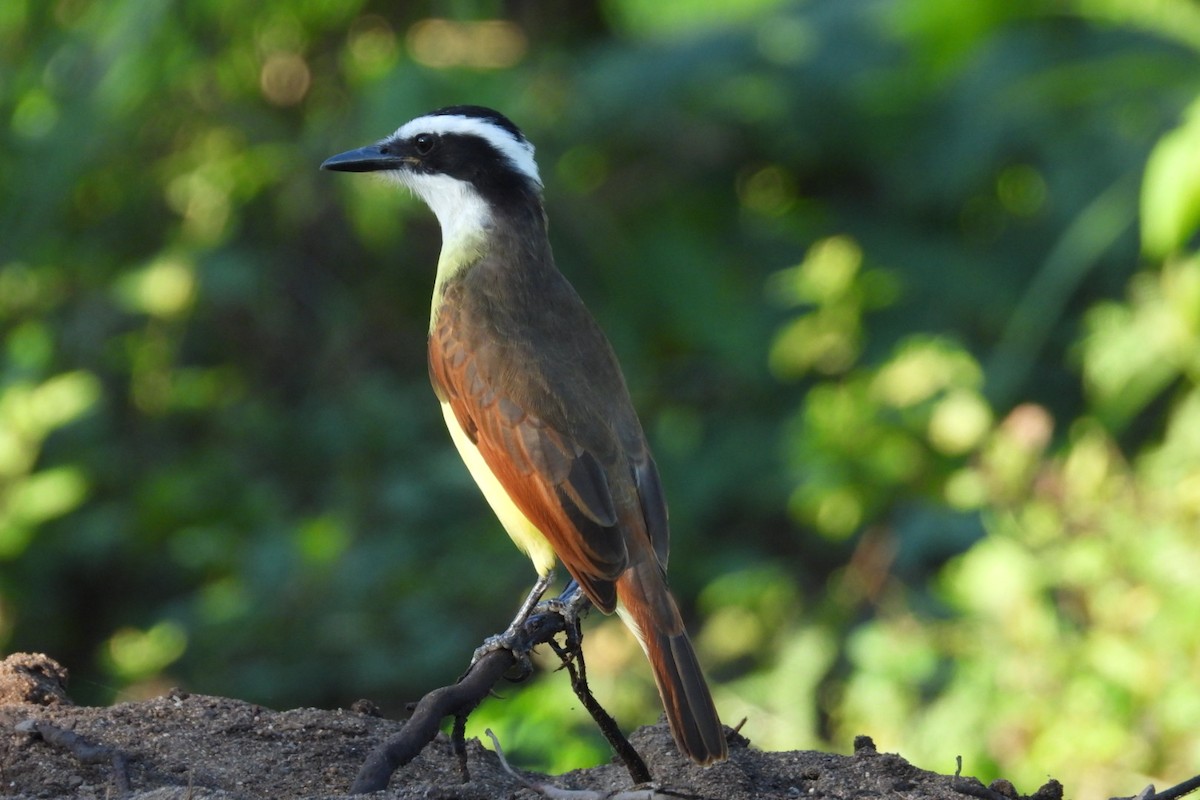 Great Kiskadee - ML647084467
