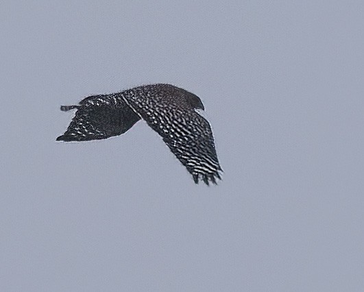 Red-shouldered Hawk - ML647084468