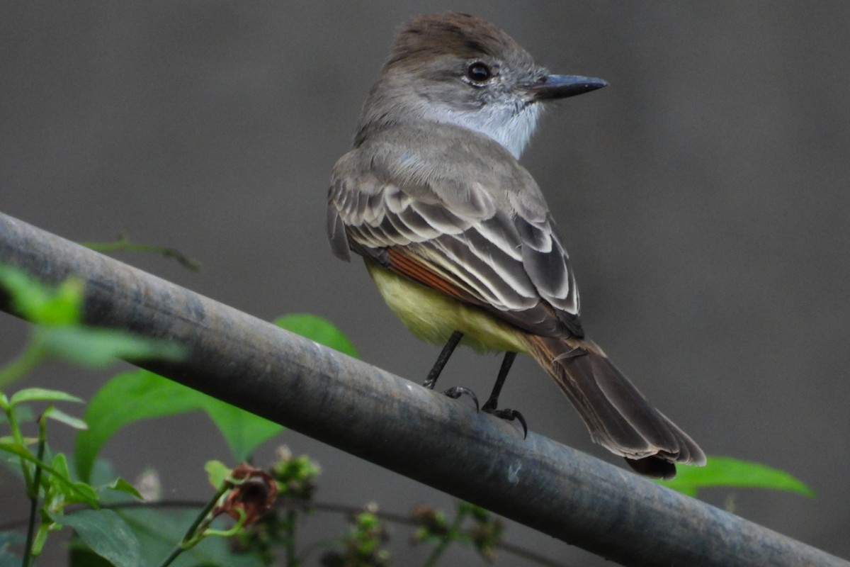 Brown-crested Flycatcher - ML647084471