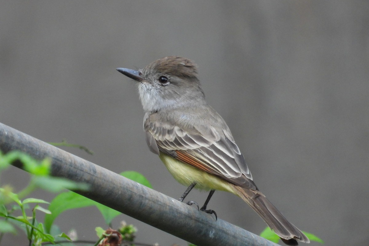 Brown-crested Flycatcher - ML647084472