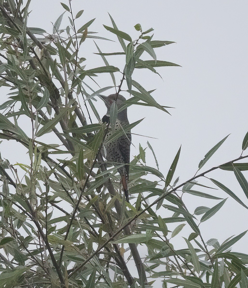 Northern Flicker (Red-shafted) - ML647084474