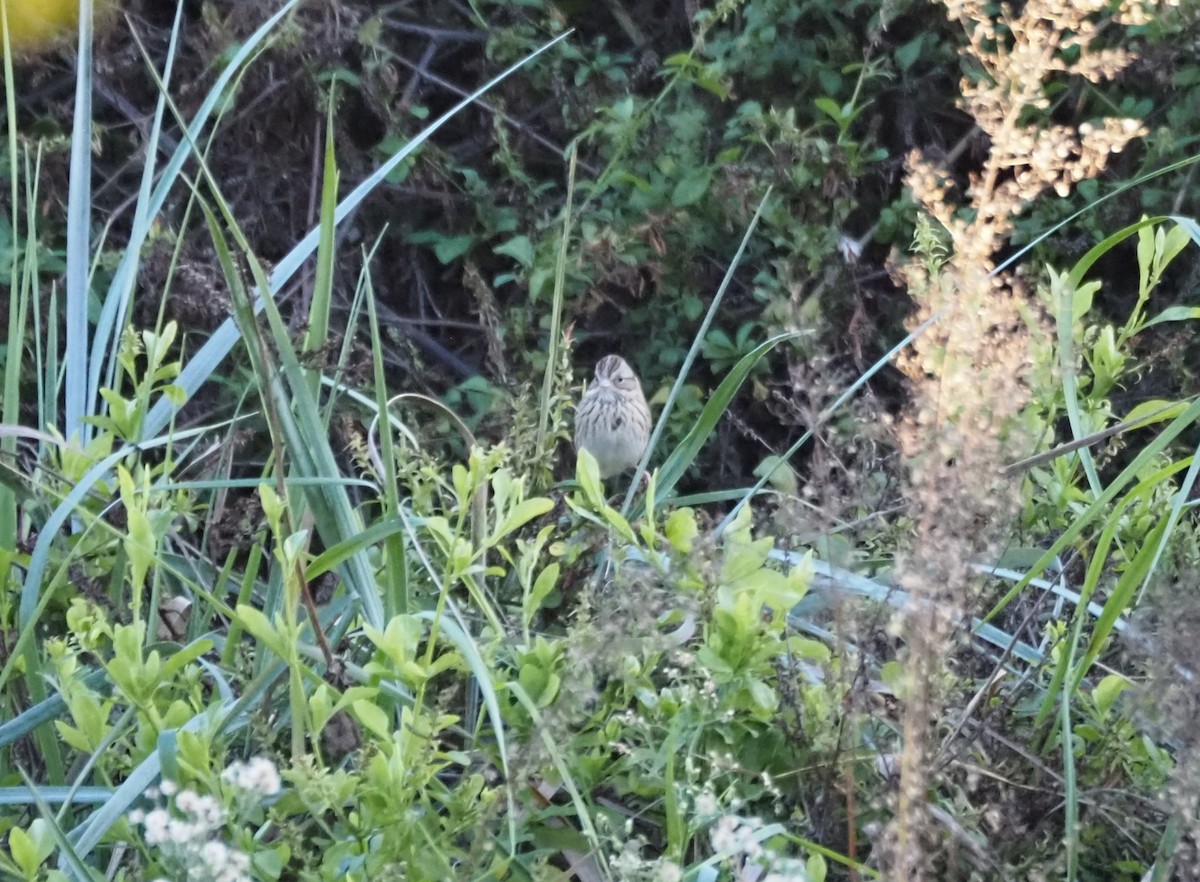 Lincoln's Sparrow - ML647084477