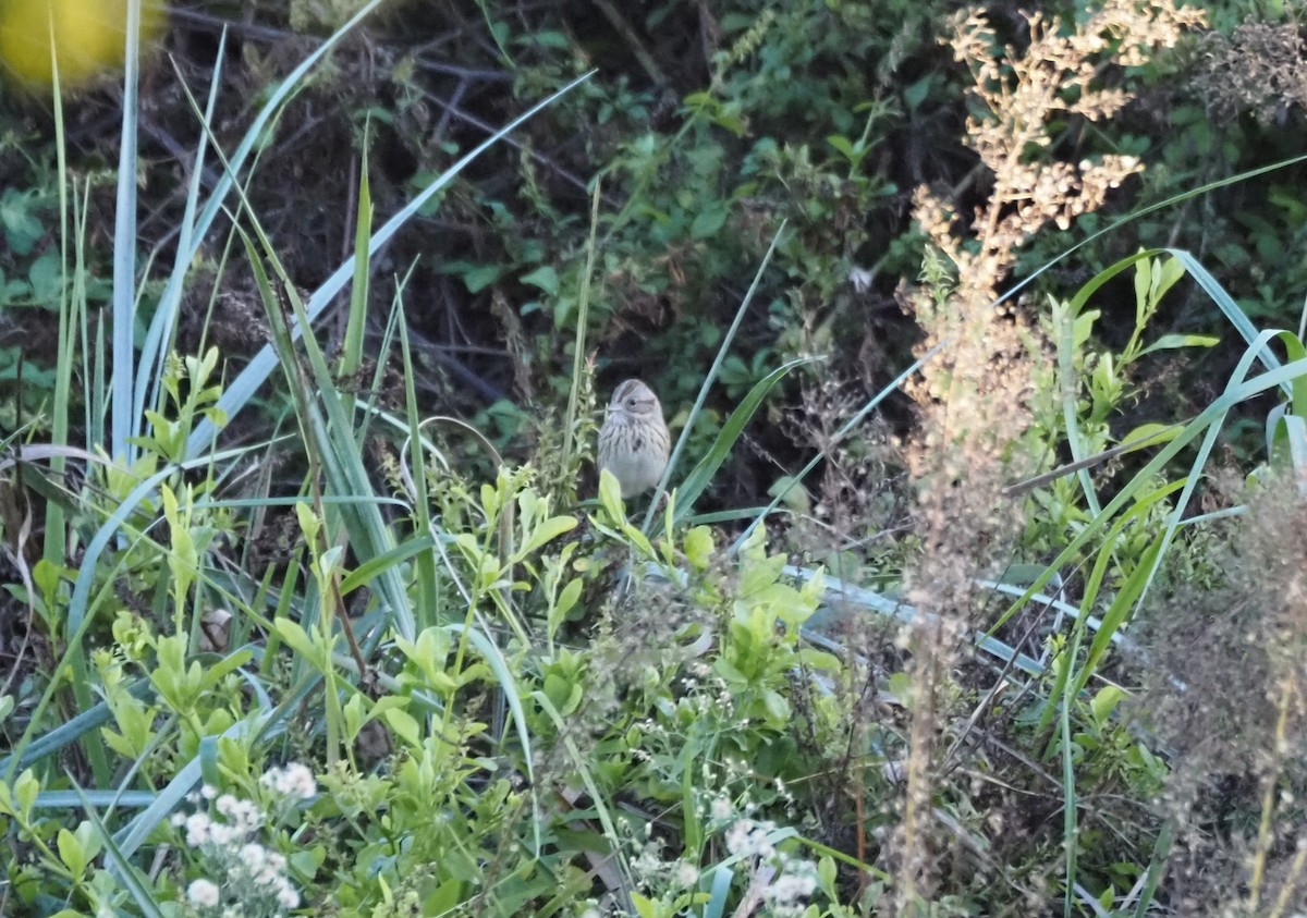 Lincoln's Sparrow - ML647084478