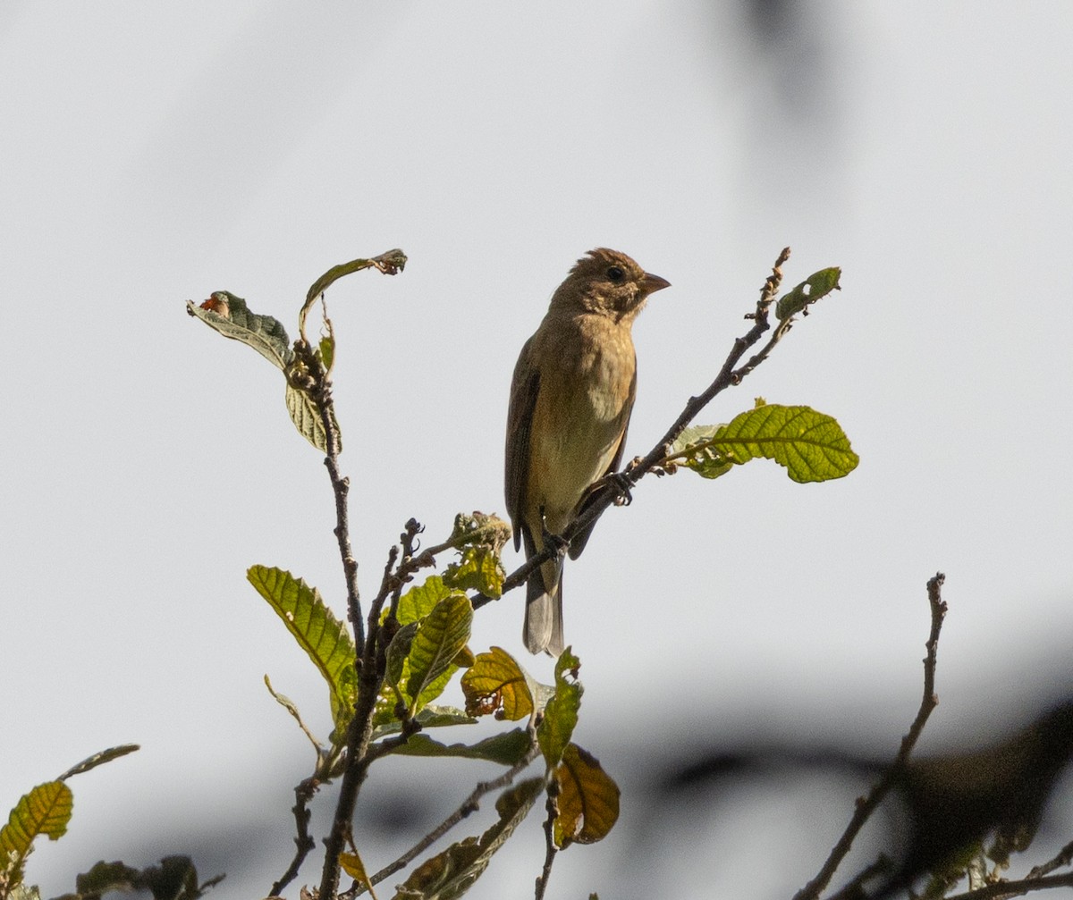 Varied Bunting - ML647084481