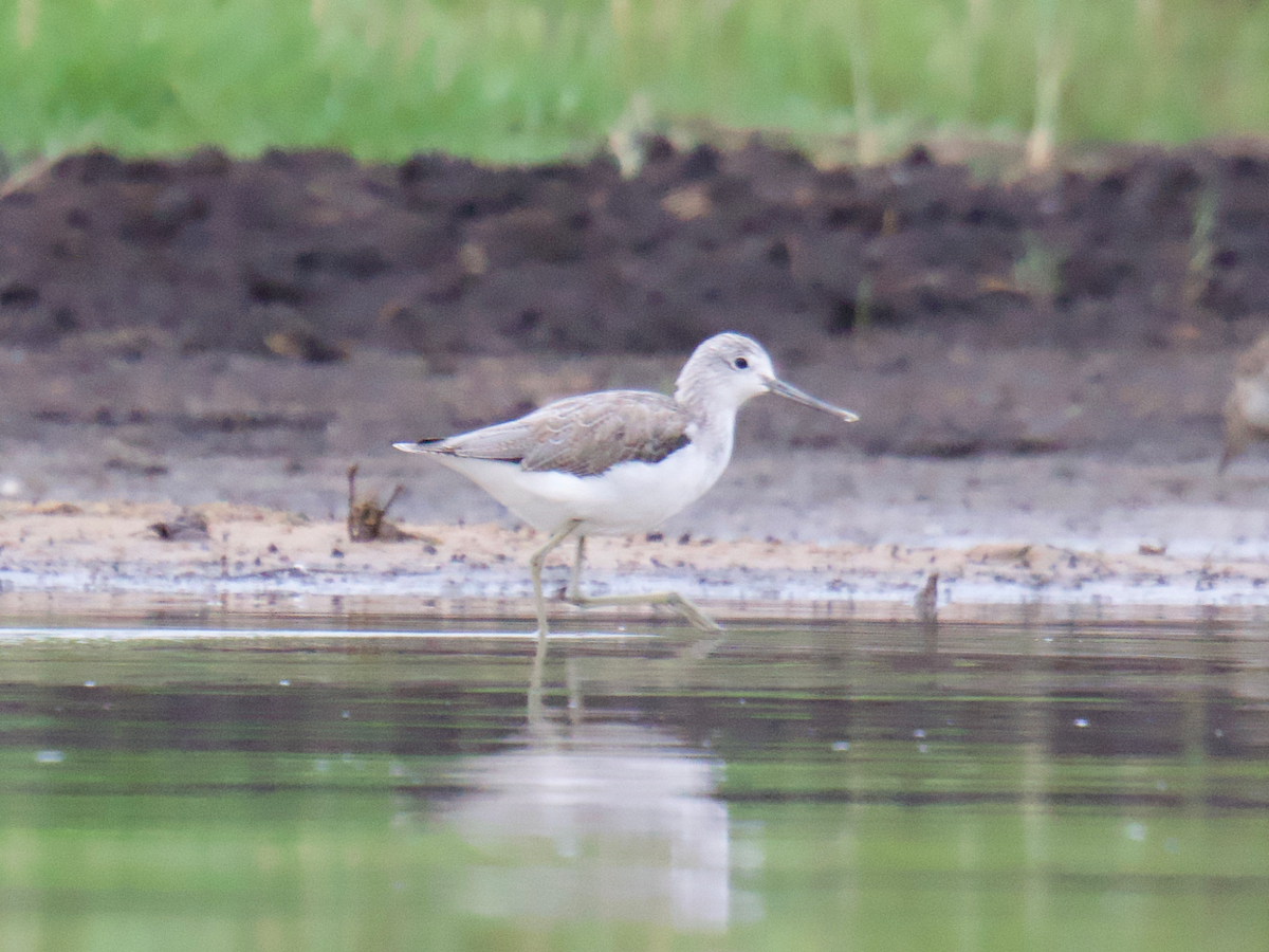Common Greenshank - ML647084485