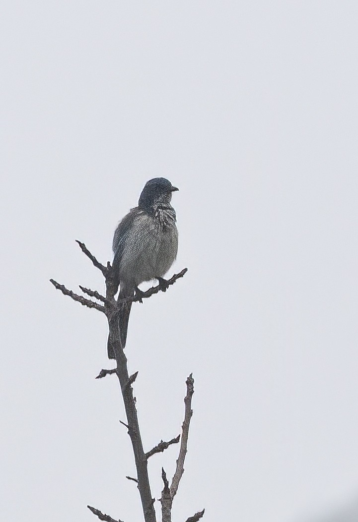 California Scrub-Jay - ML647084486