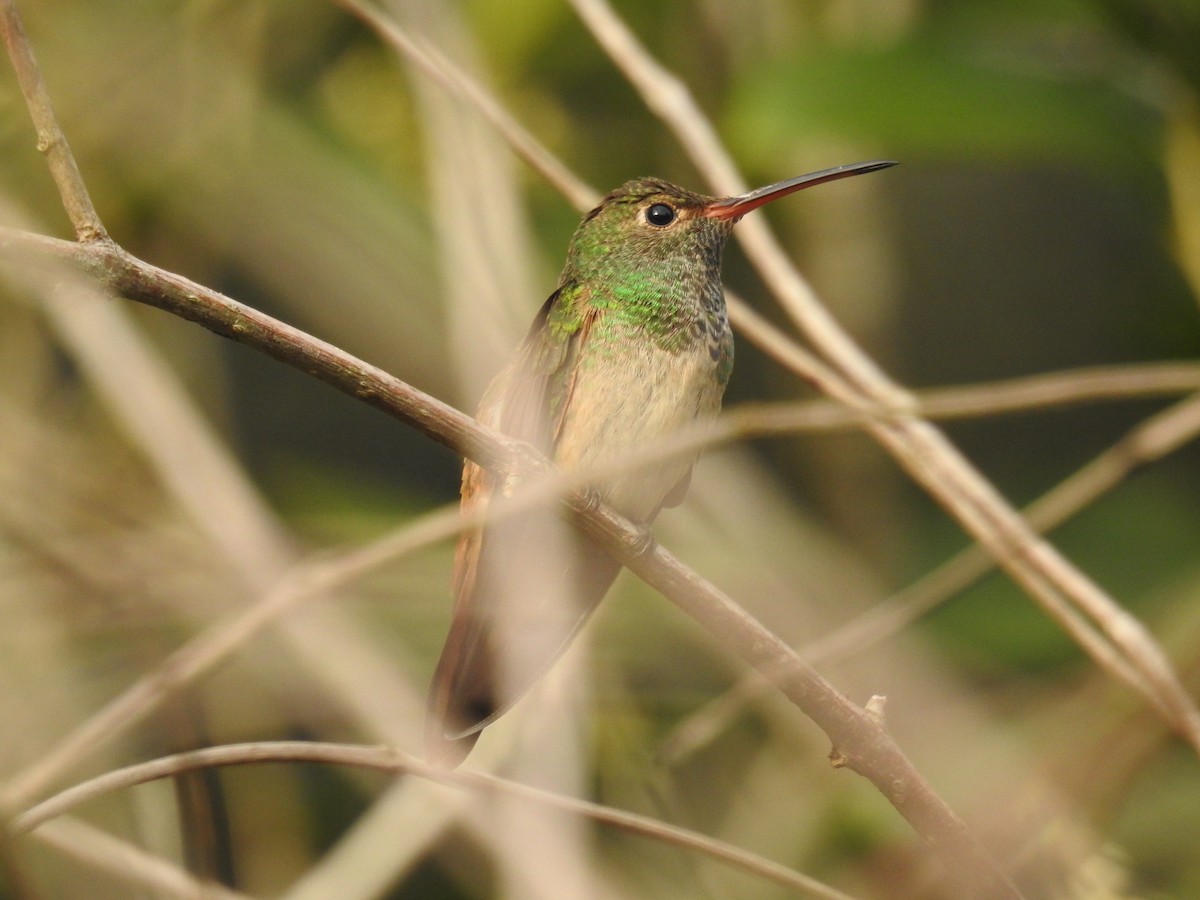 Buff-bellied Hummingbird - ML647084505