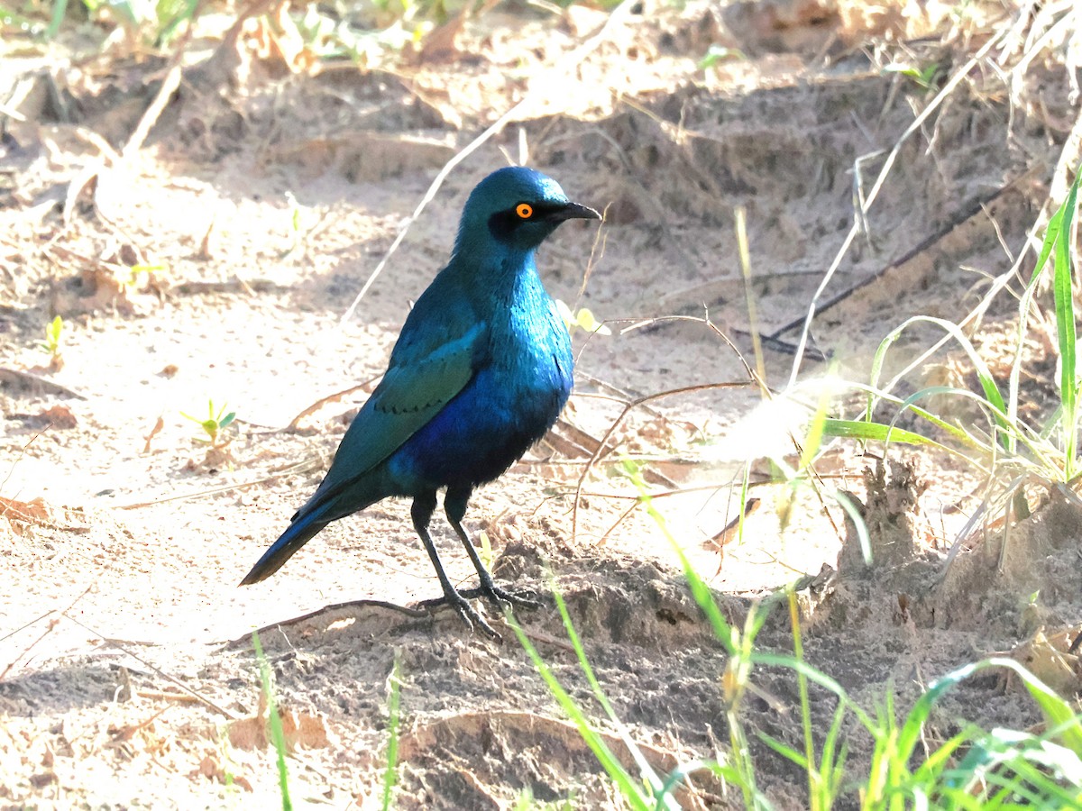 Greater Blue-eared Starling - ML647084509