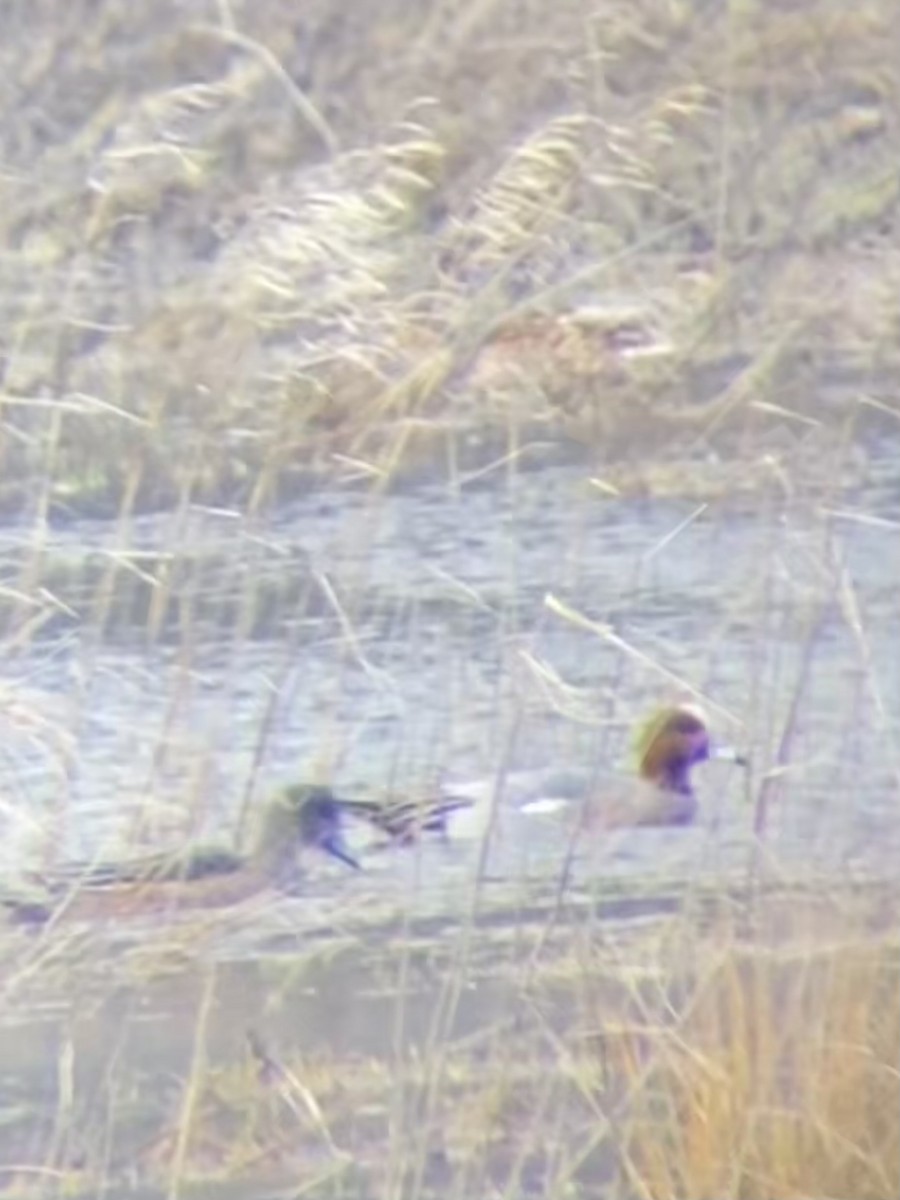 brunnakke - ML647084528