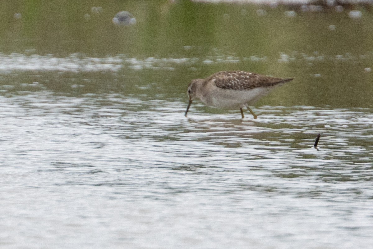 Bruchwasserläufer - ML647084531