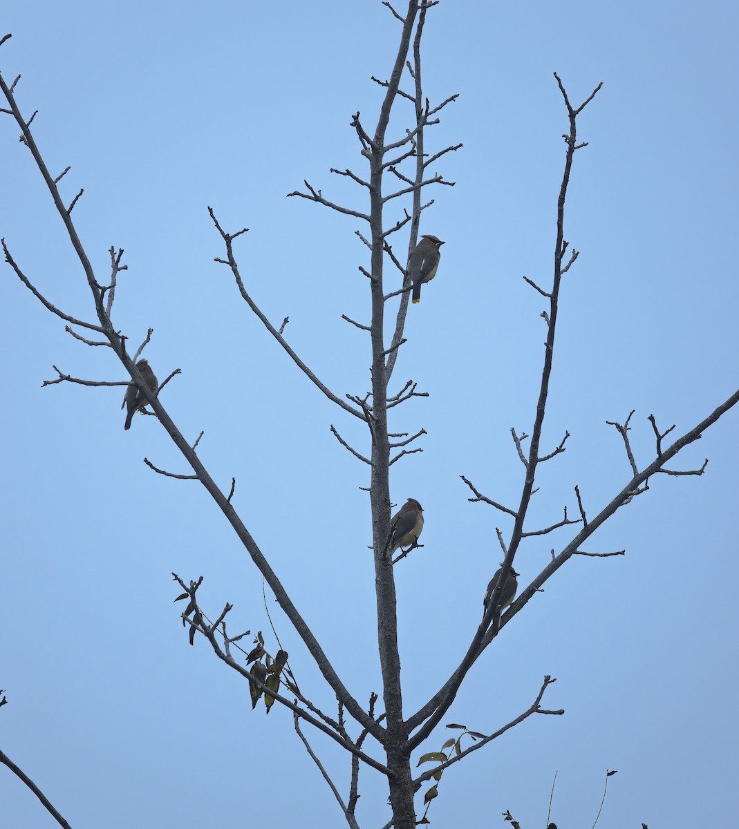 Cedar Waxwing - ML647084534