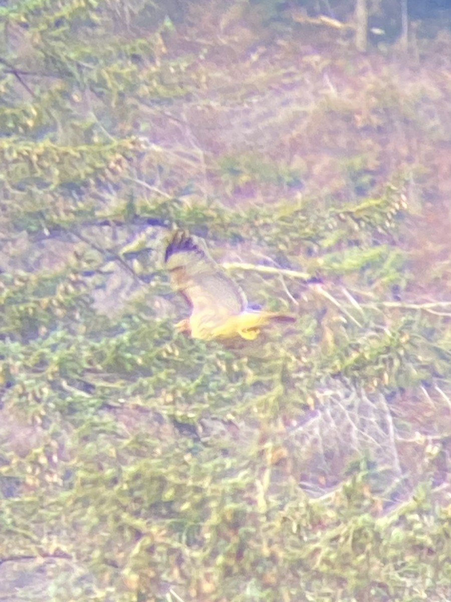 rødstjertvåk - ML647084537