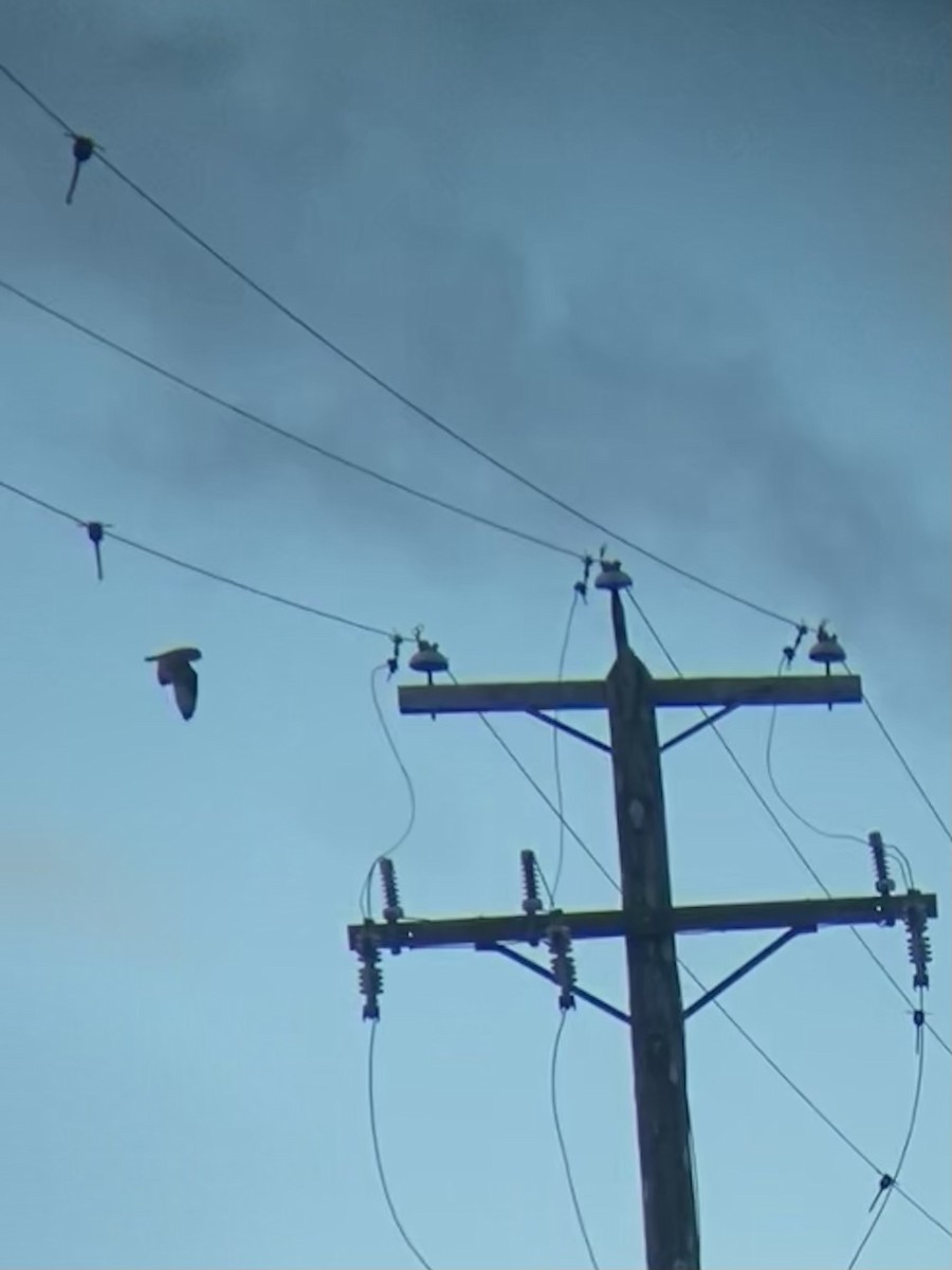 jordugle - ML647084553