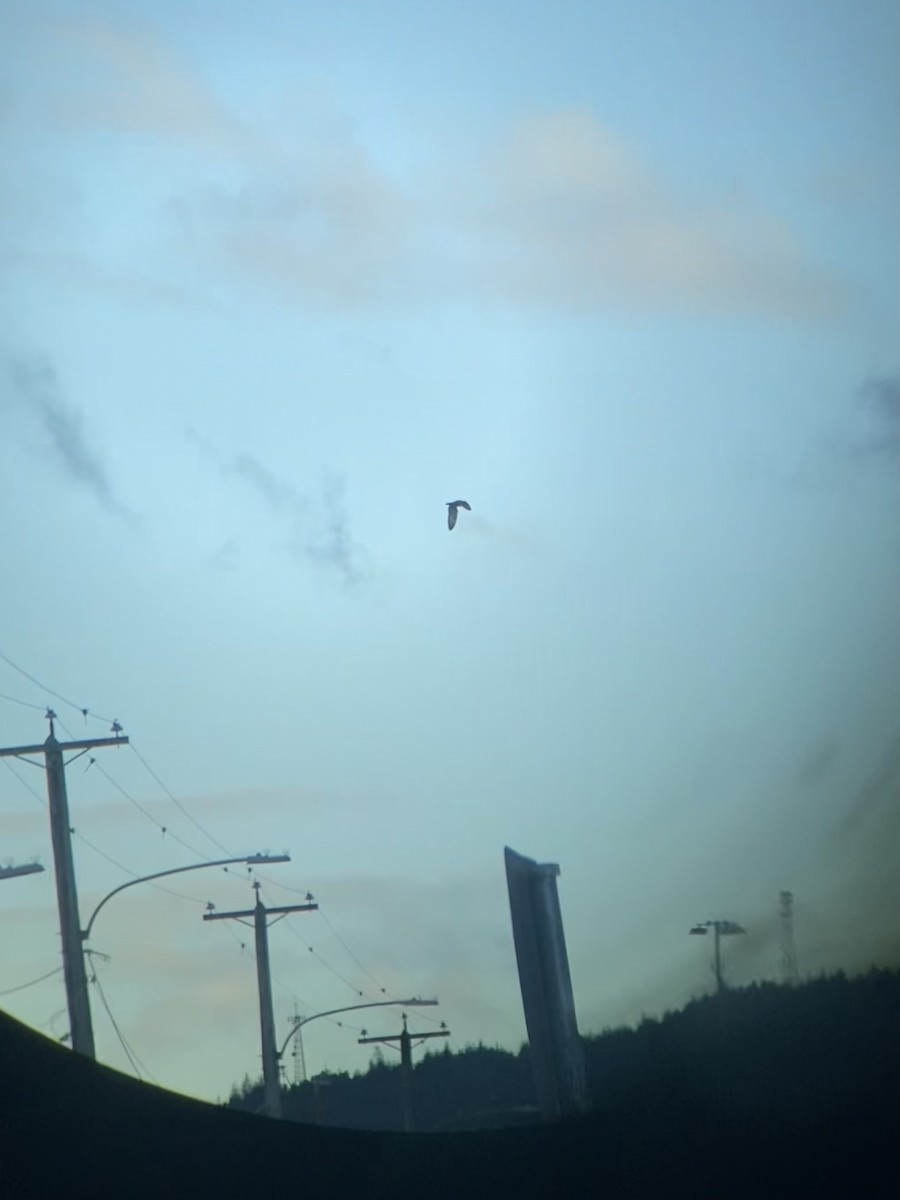 jordugle - ML647084554