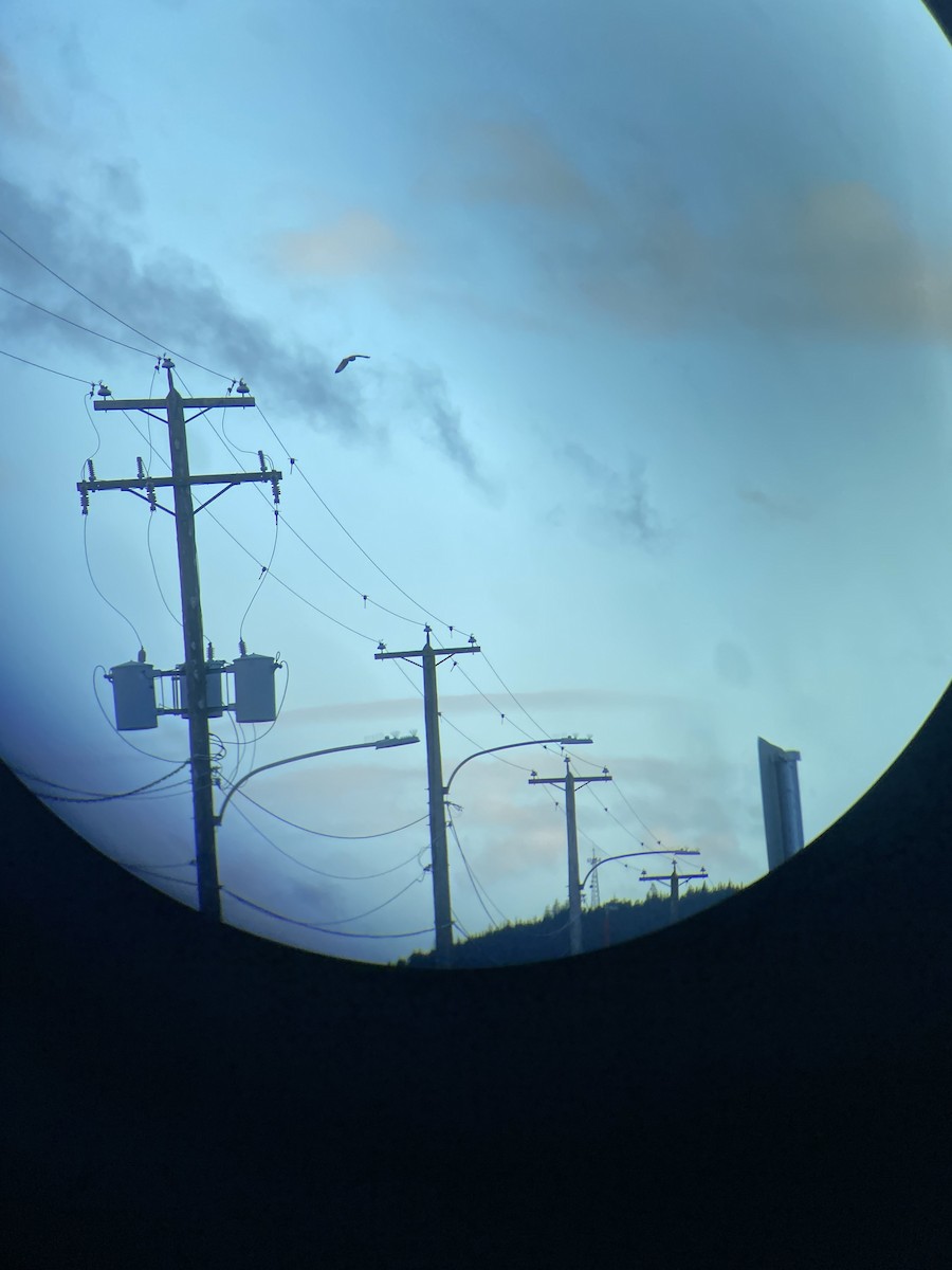 jordugle - ML647084555