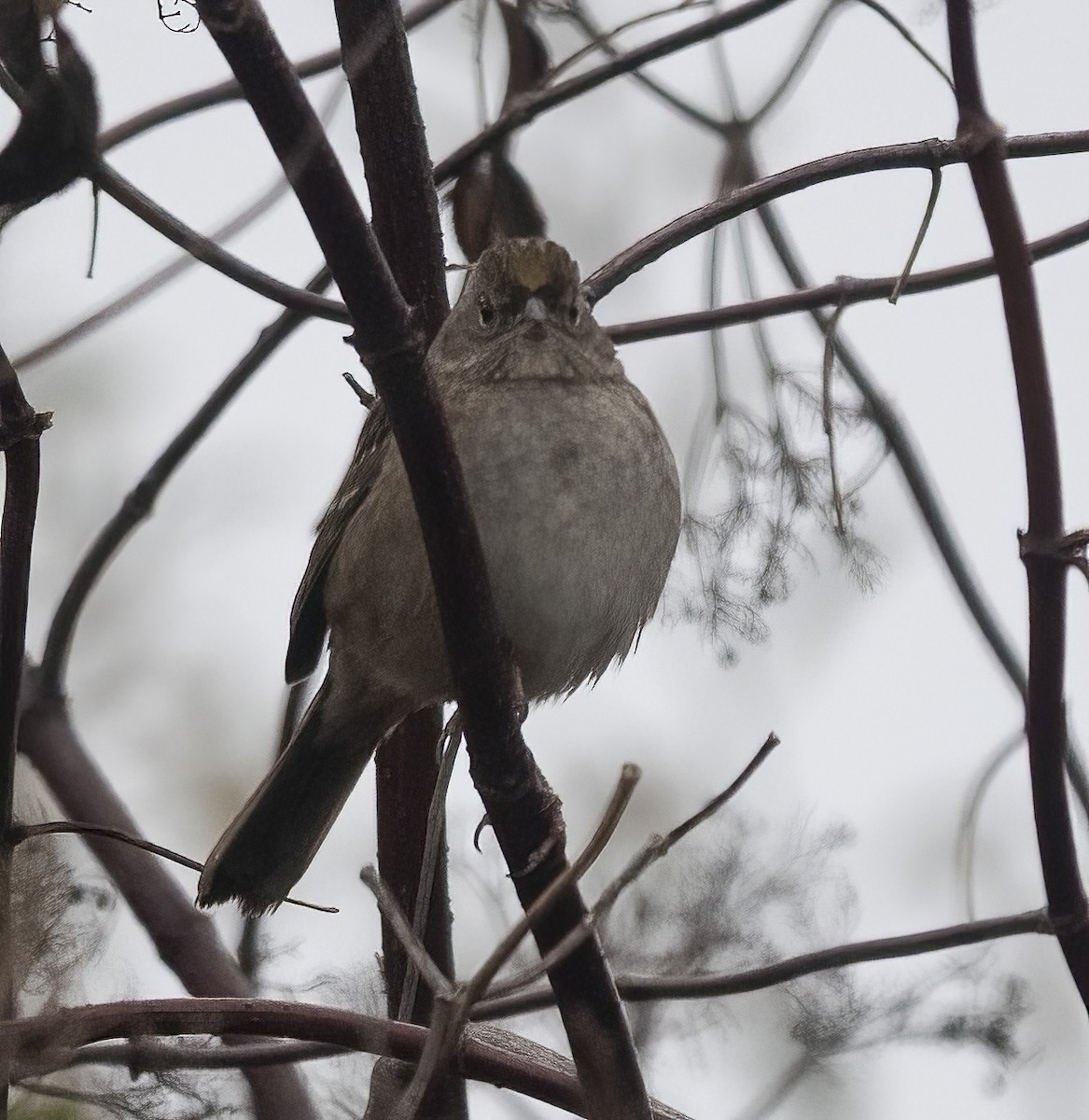 Golden-crowned Sparrow - ML647084561
