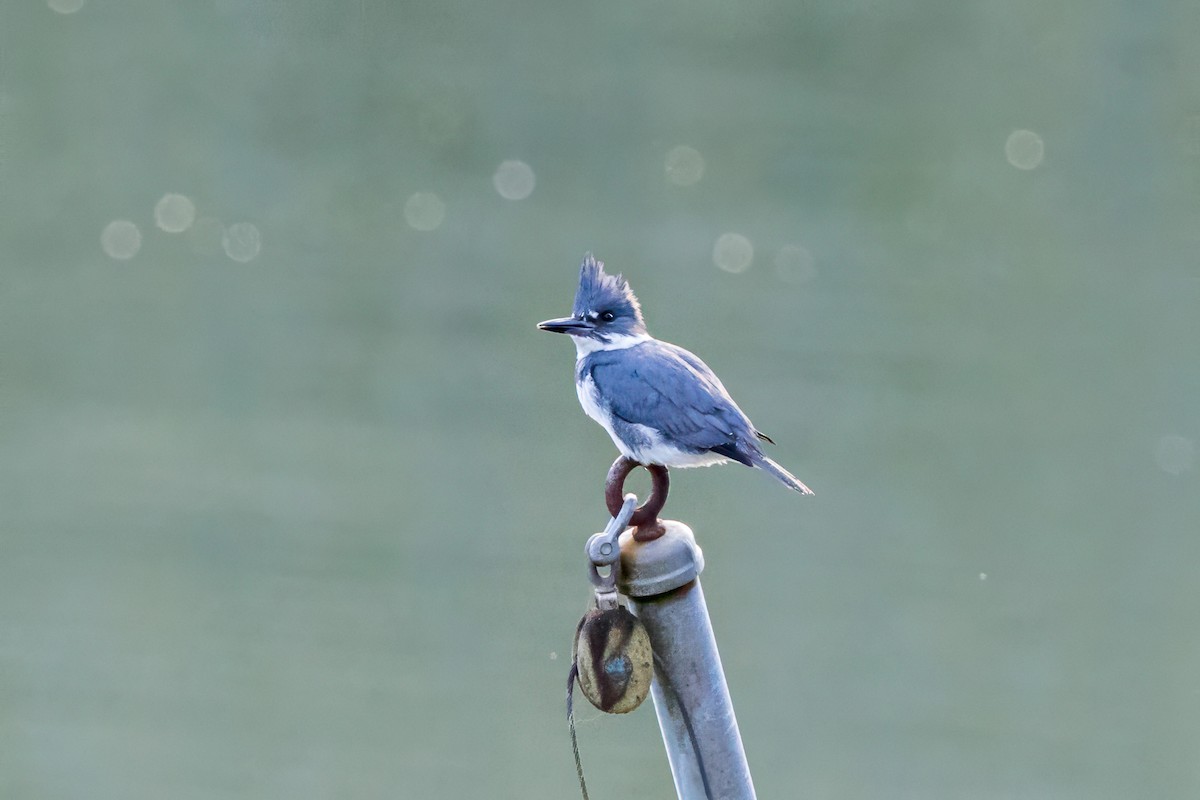 Belted Kingfisher - ML647084563