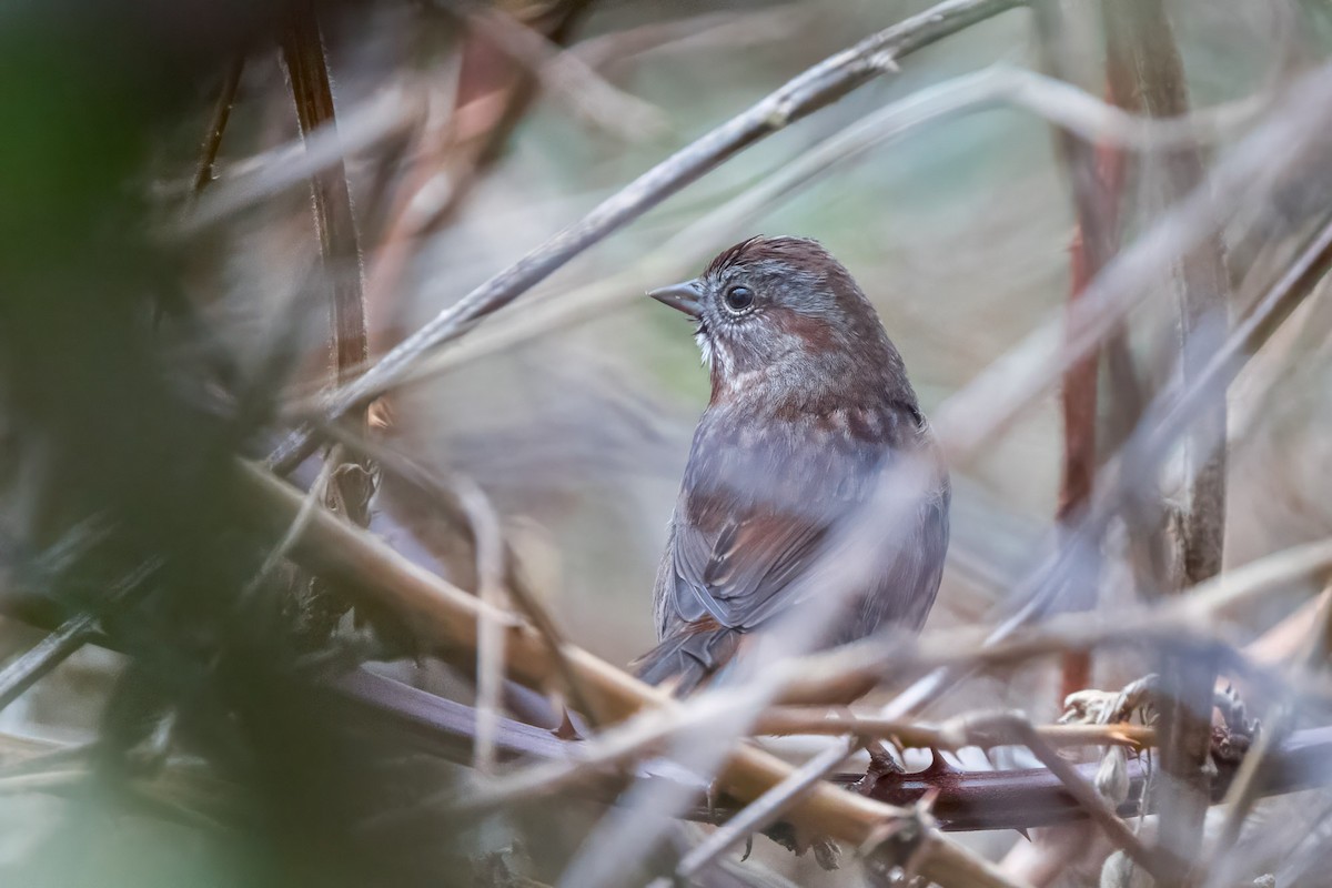 Song Sparrow - ML647084590