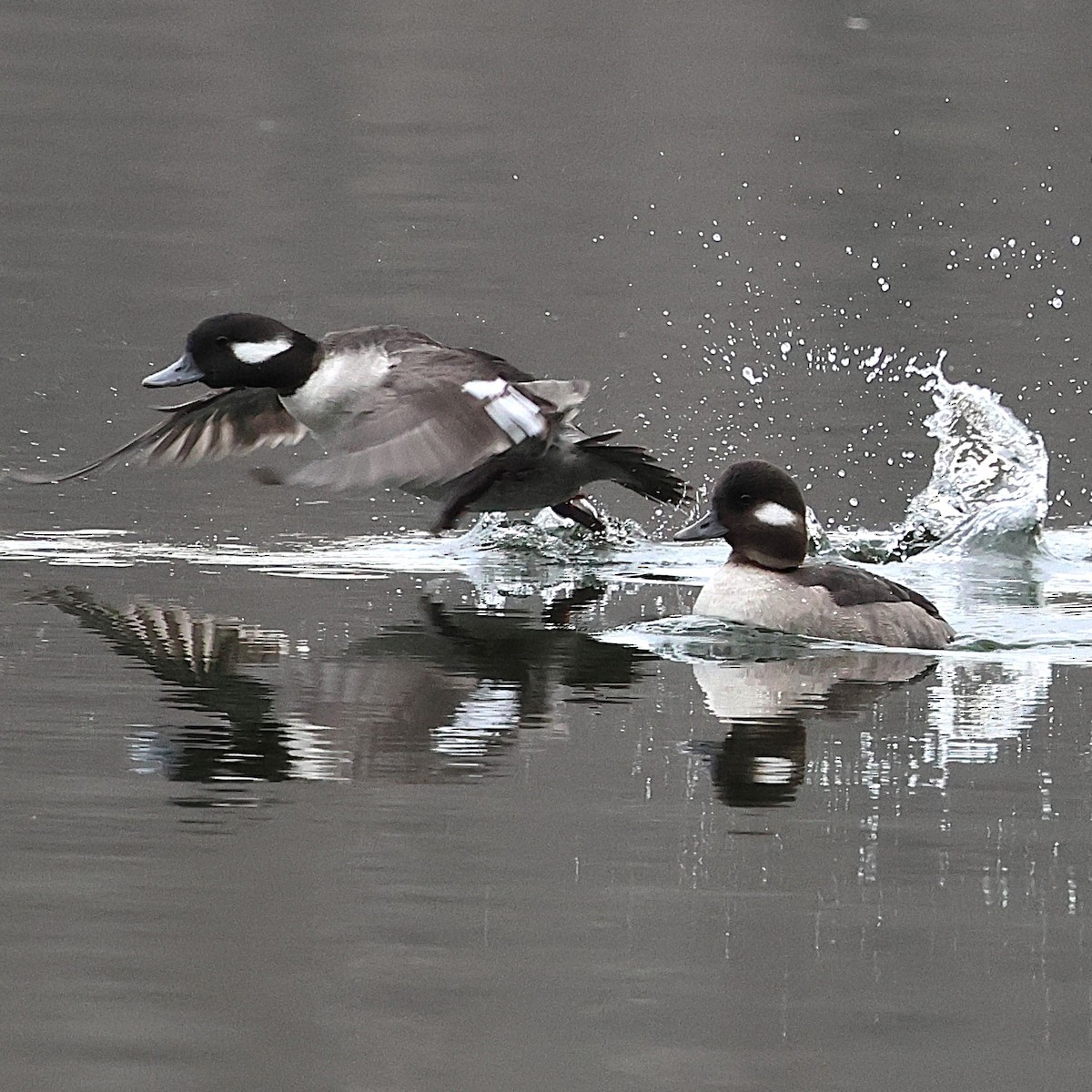 Bufflehead - ML647084594