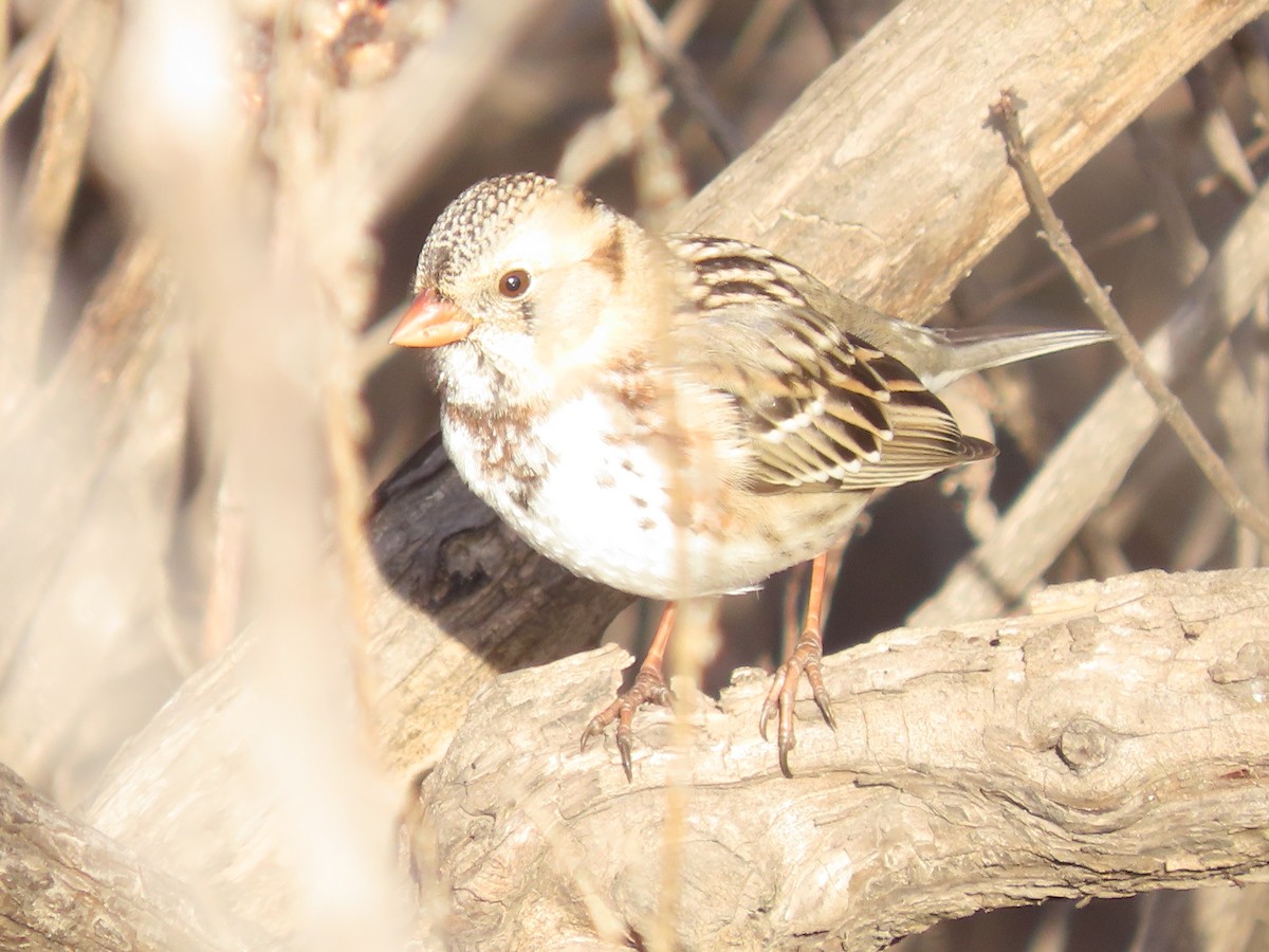 Harris's Sparrow - ML647084597