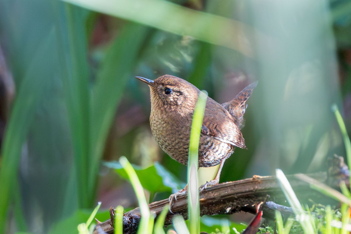 Pacific Wren - ML647084599