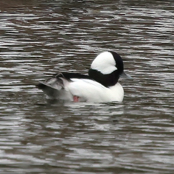 Bufflehead - ML647084606