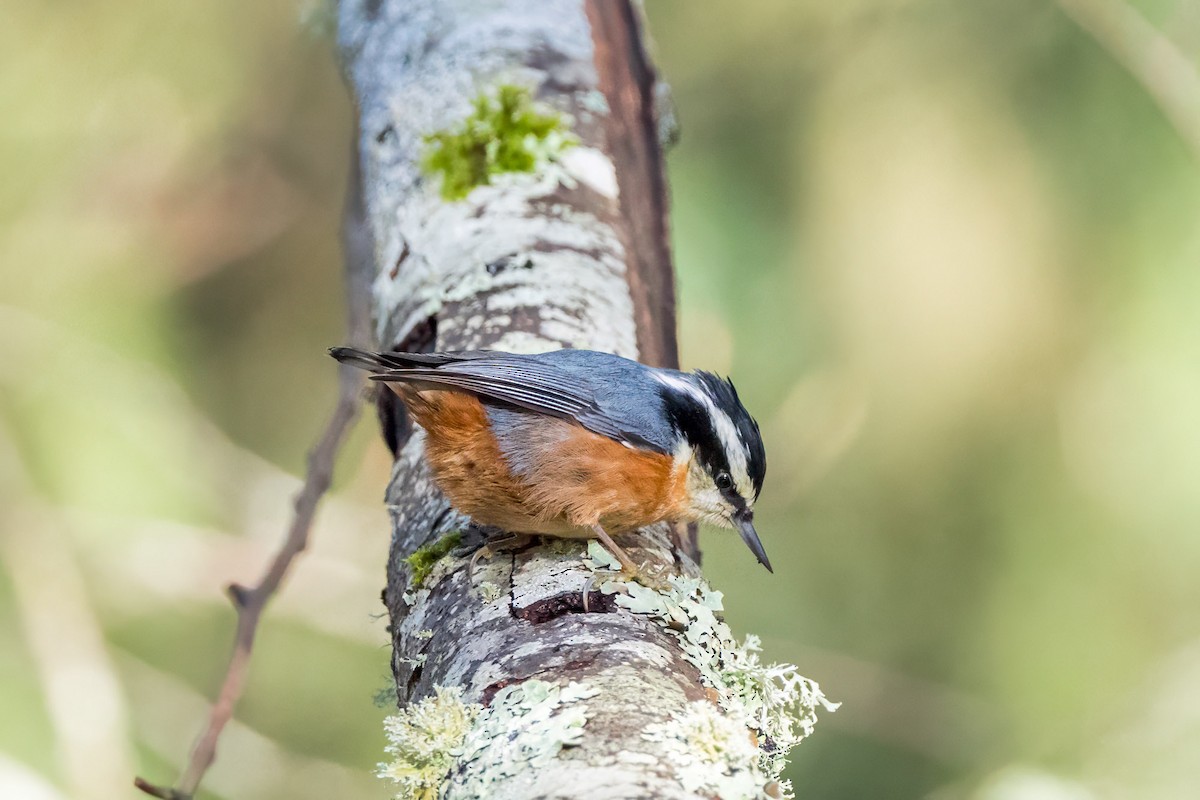 Red-breasted Nuthatch - ML647084615