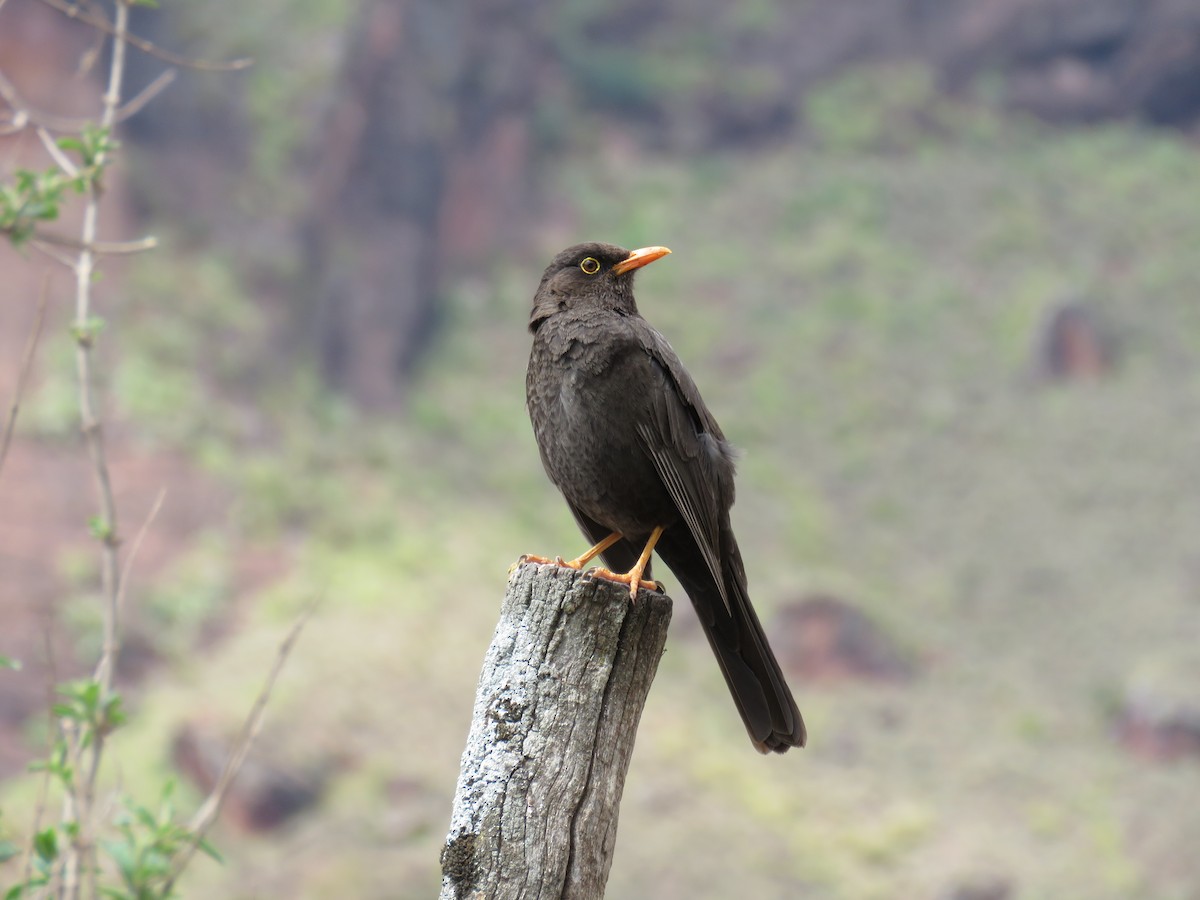 Chiguanco Thrush - ML647084644