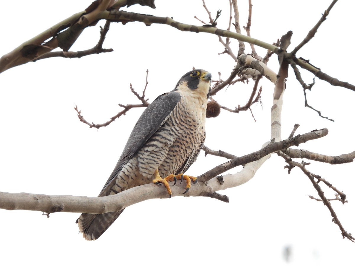 Peregrine Falcon - ML647084650