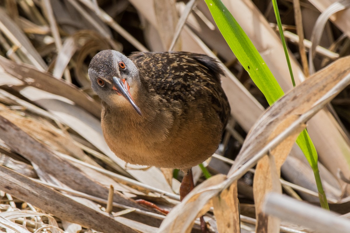 Пастушок віргінський - ML647084652