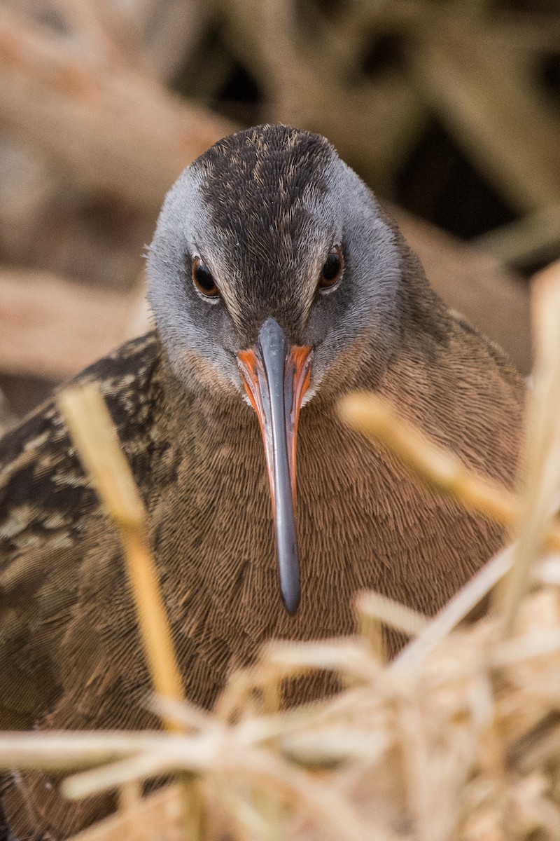 Пастушок віргінський - ML647084654