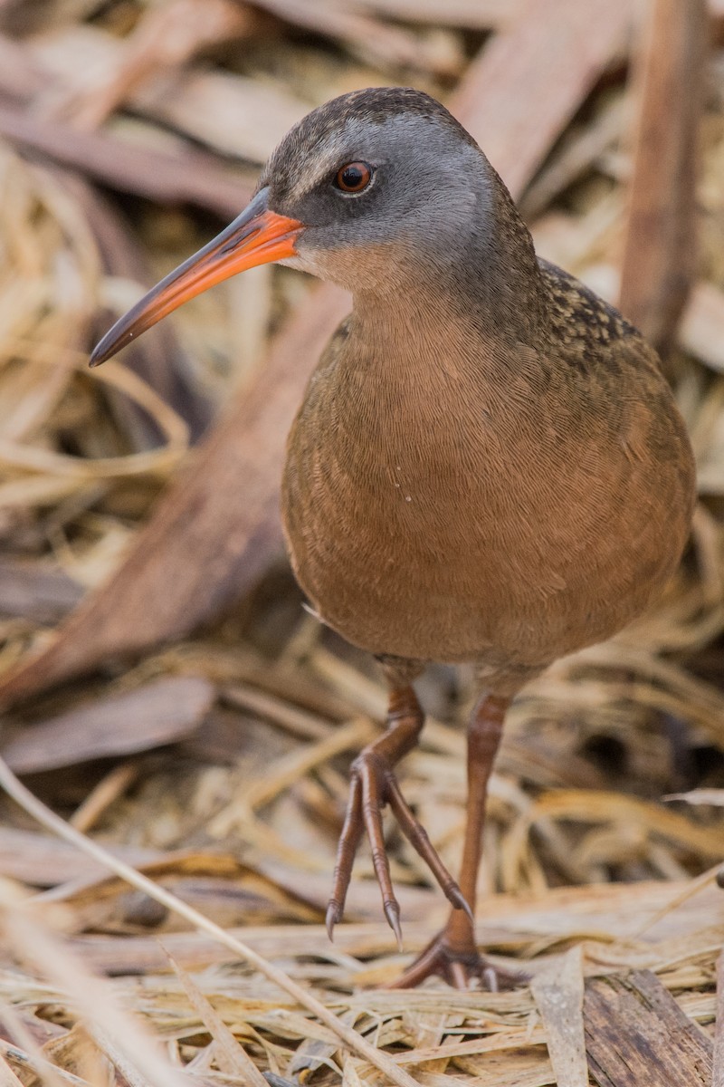 Пастушок віргінський - ML647084656
